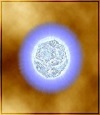 Level 80 Rebirth Pill